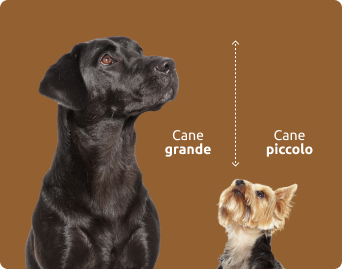 dimensioni del cane