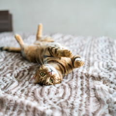 Image Link For Fasi della vita del tuo gatto: da gattino a senior