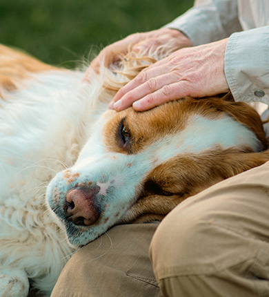 Image Link For Diarrea nei cani: cause, segni clinici e trattamenti comuni 