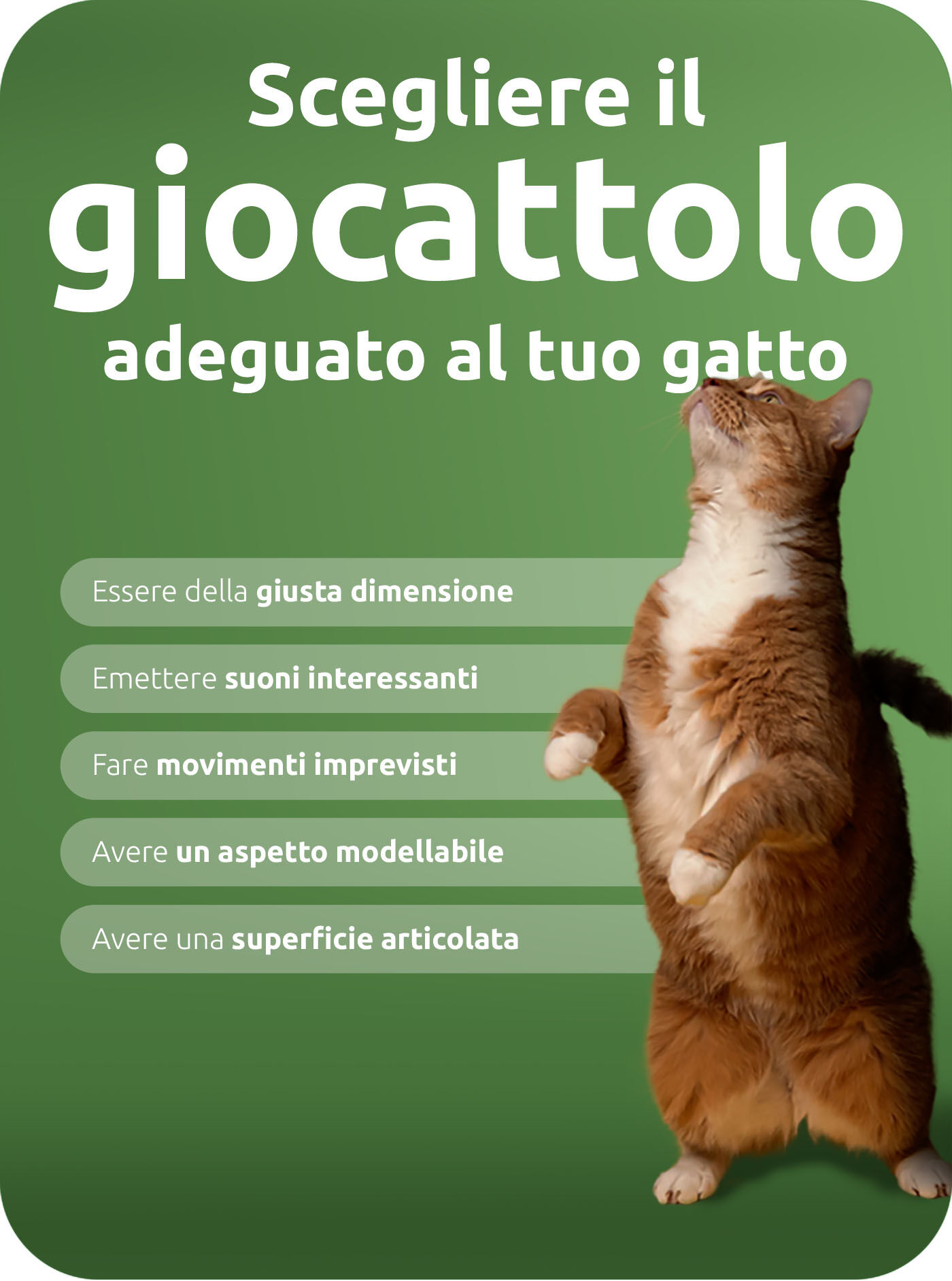 scegliere il giocattolo adeguato al tuo gatto