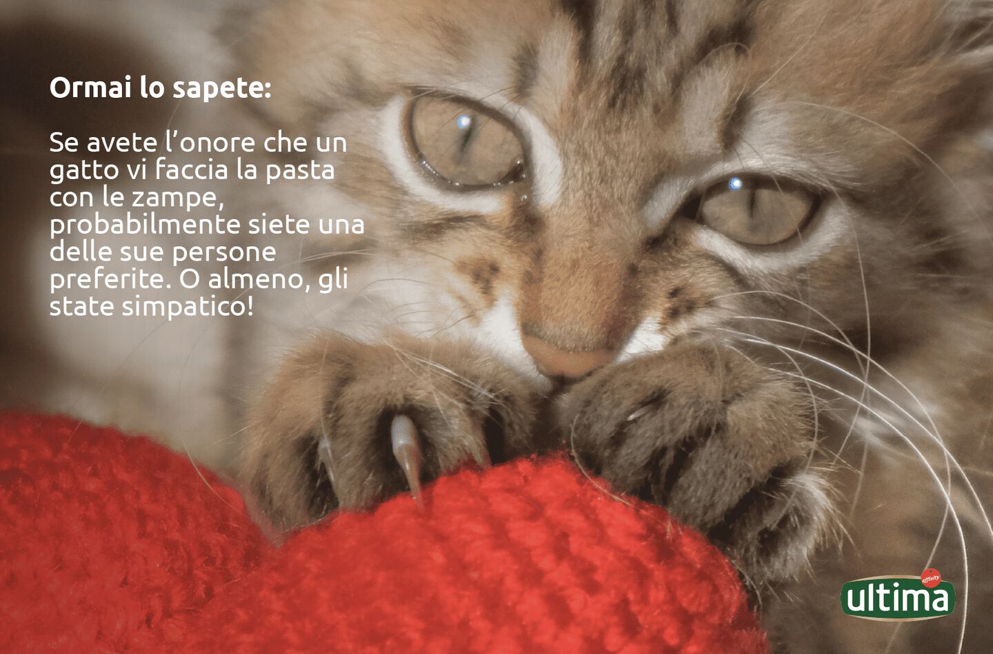 Gatto che posa le zampe su una coperta rossa. Testo: &ldquo;Ormai lo sapete: se avete l&rsquo;onore che un gatto vi faccia la pasta con le zampe, probabilmente siete una delle sue persone preferite. O almeno, gli state simpatico!&rdquo;