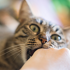 Image Link For Perch&eacute; il mio gatto mi morde?  Significati, cause e soluzioni