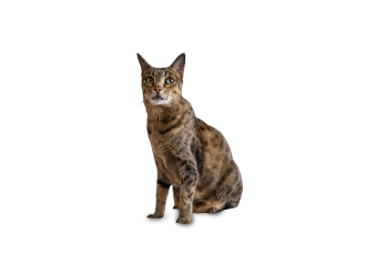 Gatto Ashera