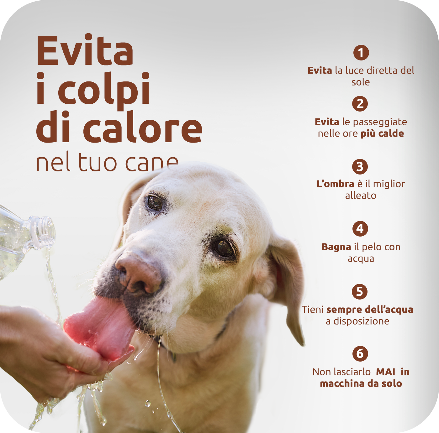 Evitare il colpo di calore