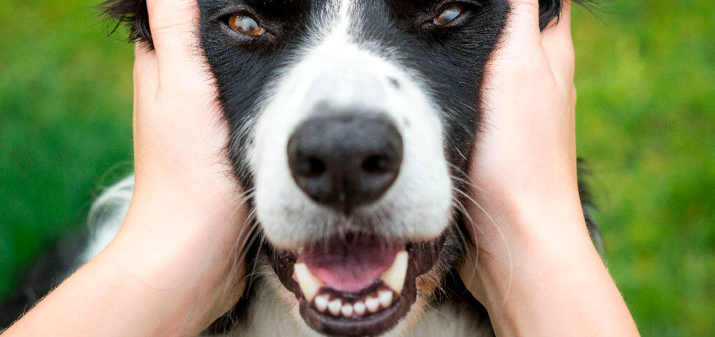 cachorro sendo acariciado