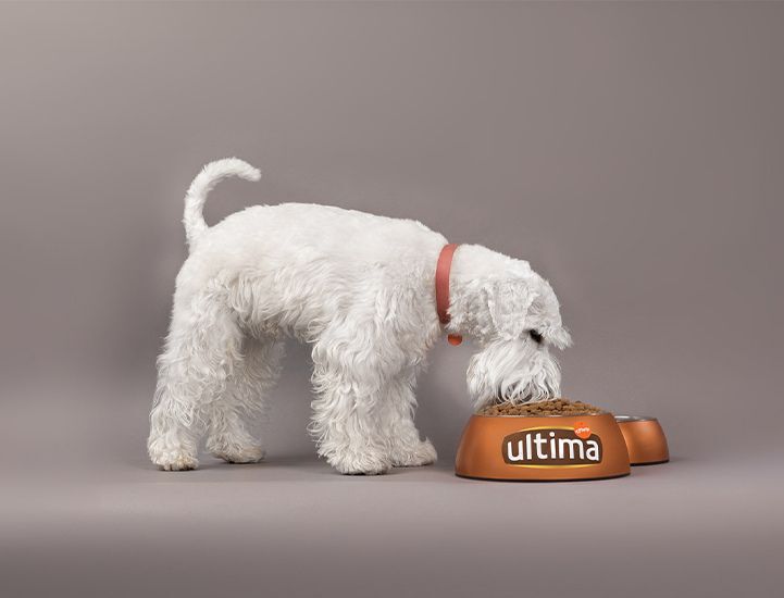 cachorro branco comendo