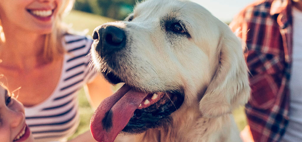 cachorro com l&iacute;ngua de fora