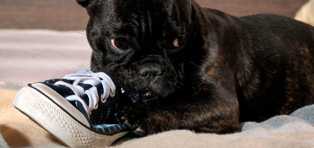 cachorro com t&ecirc;nis