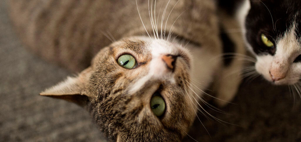gato olhando de cabe&ccedil;a para baixo
