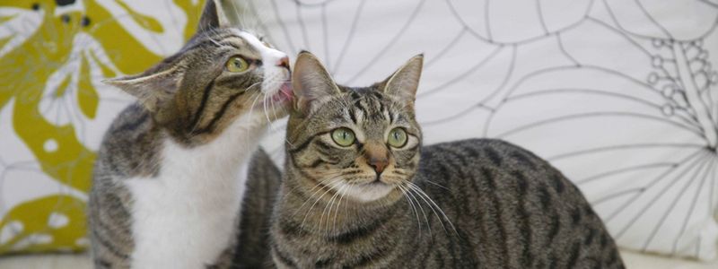 gato lambendo outro