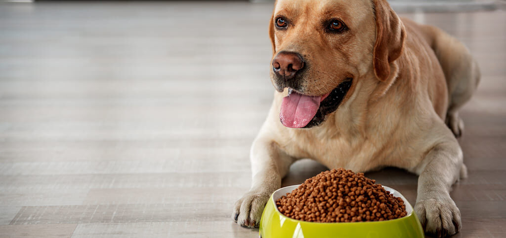 cachorro feliz com comida