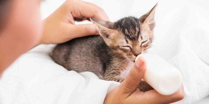 gato rec&eacute;m nascido sendo alimentado com mamadeira