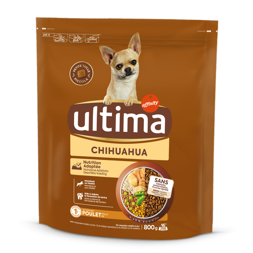 Petit Chihuahua avec du Poulet