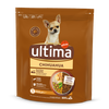 Petit Chihuahua avec du Poulet