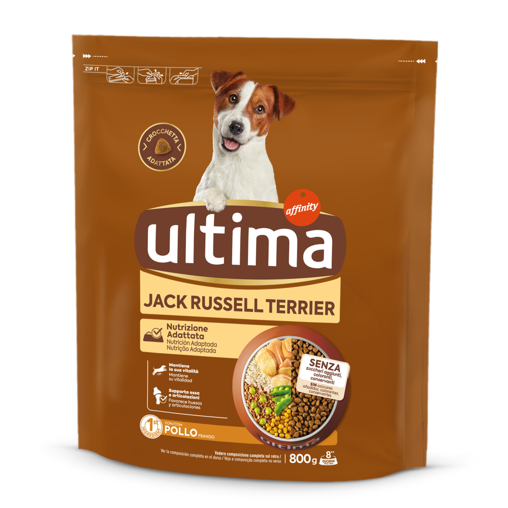 Small Jack Russell with Chicken
