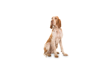Bracco Italiano