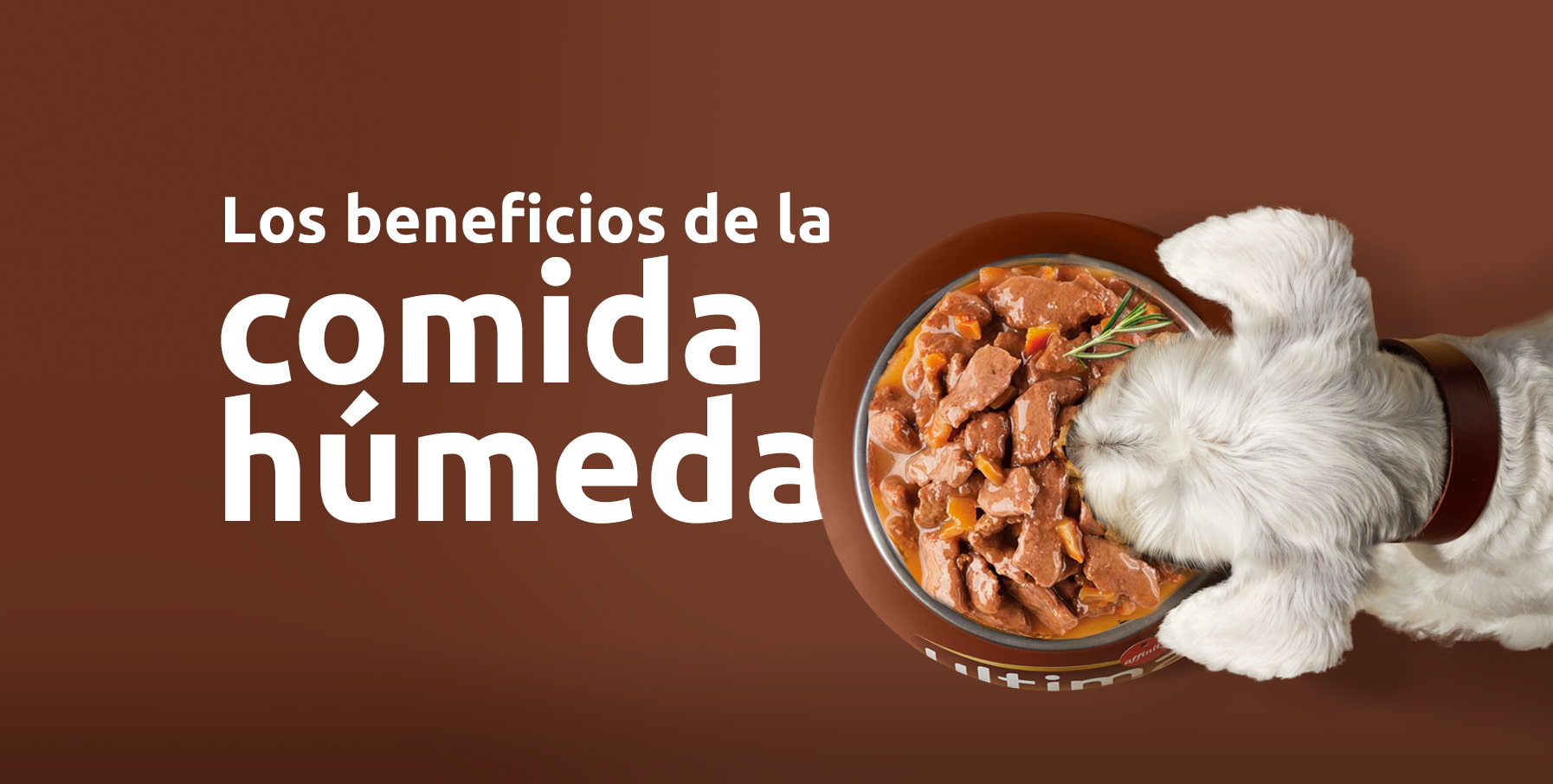 Beneficios comida húmeda para perros pequeños
