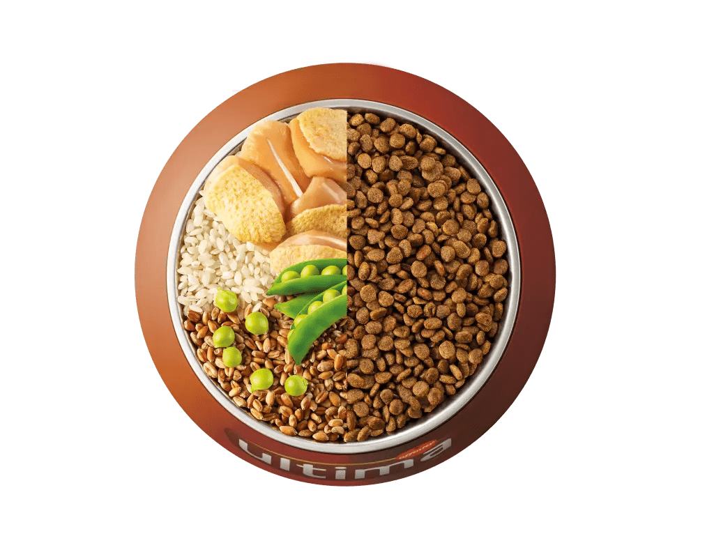 Pollastre, arr&ograve;s, cereals integrals i p&egrave;sols