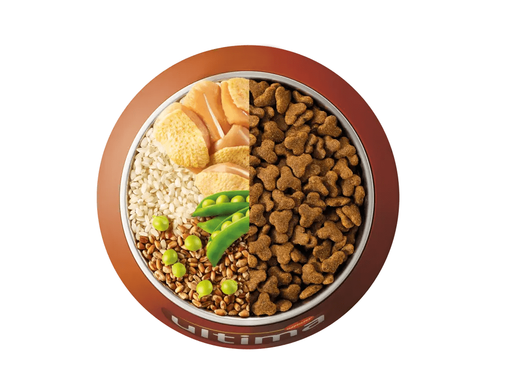 Pollastre, arr&ograve;s, cereals integrals i p&egrave;sols