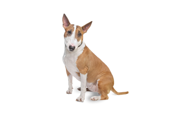 Bull Terrier