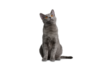 Chartreux