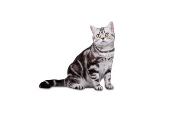 American Shorthair
