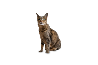 Gato Ashera