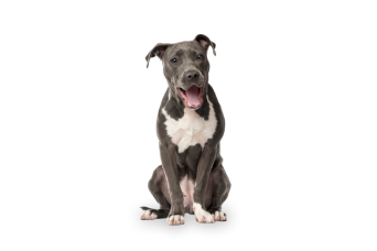 American Staffordshire Terrier