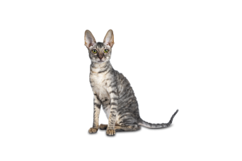 Cornish Rex