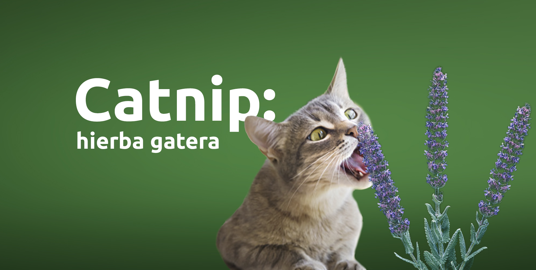 ¿El catnip es bueno para mi gato?