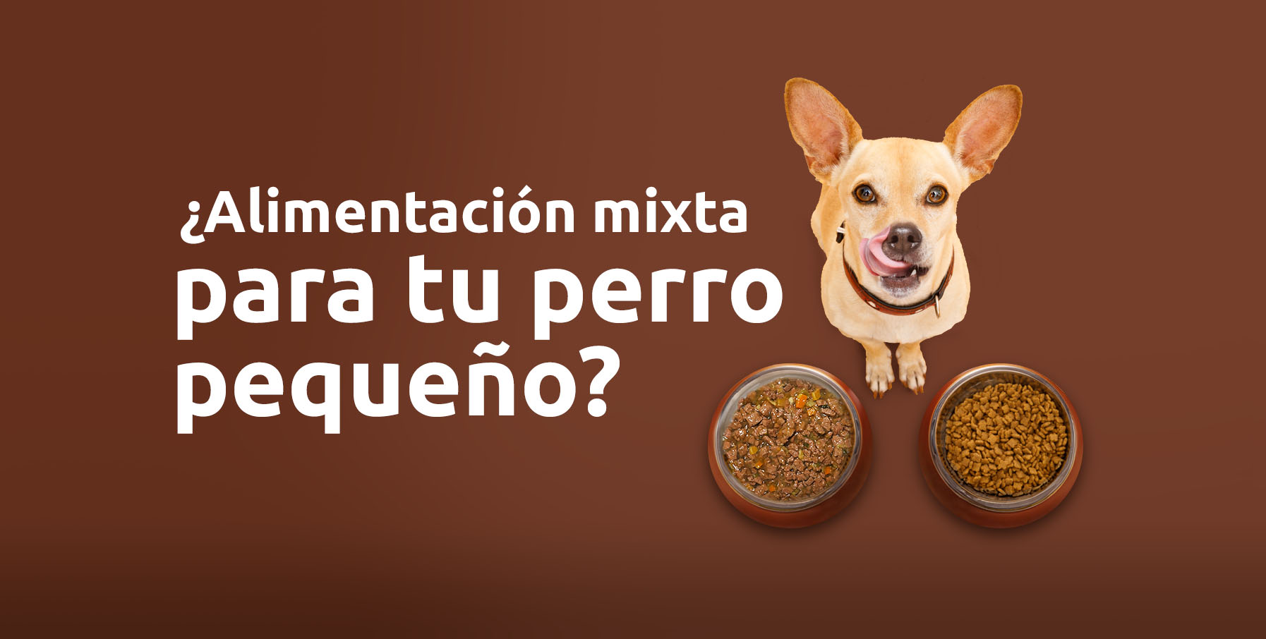 Las ventajas de la alimentación mixta para tu perro pequeño