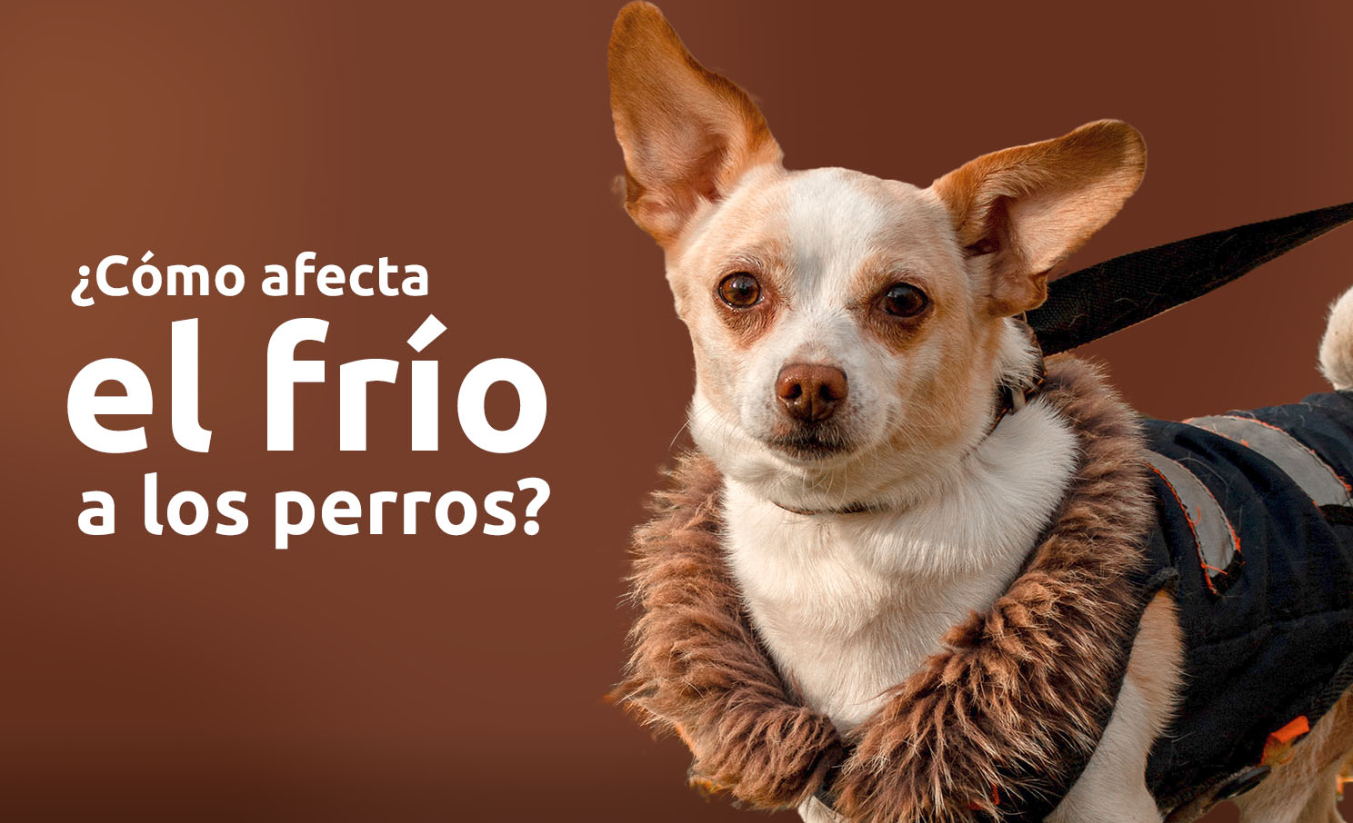 Cómo saber si mi perro tiene frío