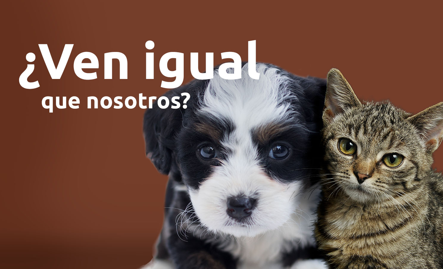 ¿Cómo ven los perros y los gatos?