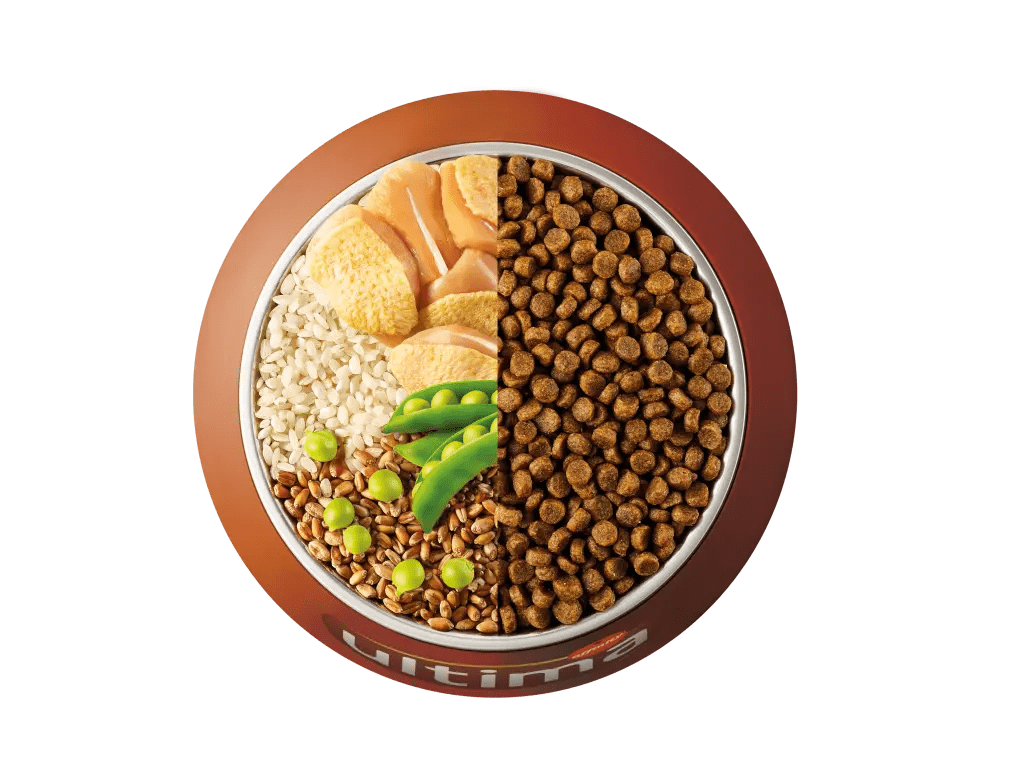 Pollastre, arr&ograve;s, cereals integrals i p&egrave;sols