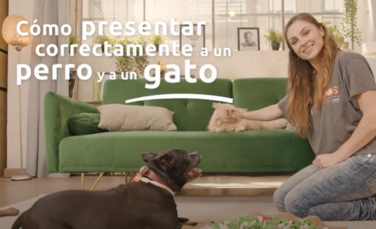 Presentar tu gato