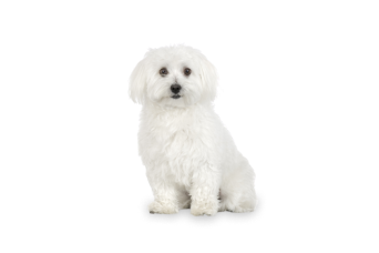 Bich&oacute;n Malt&eacute;s