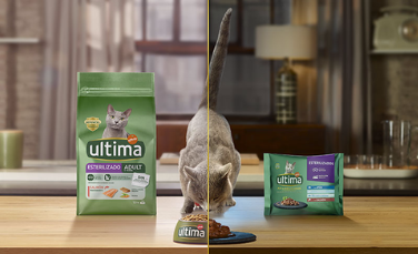 Alimentación mixta: Cómo darle a tu gato comida húmeda y seca