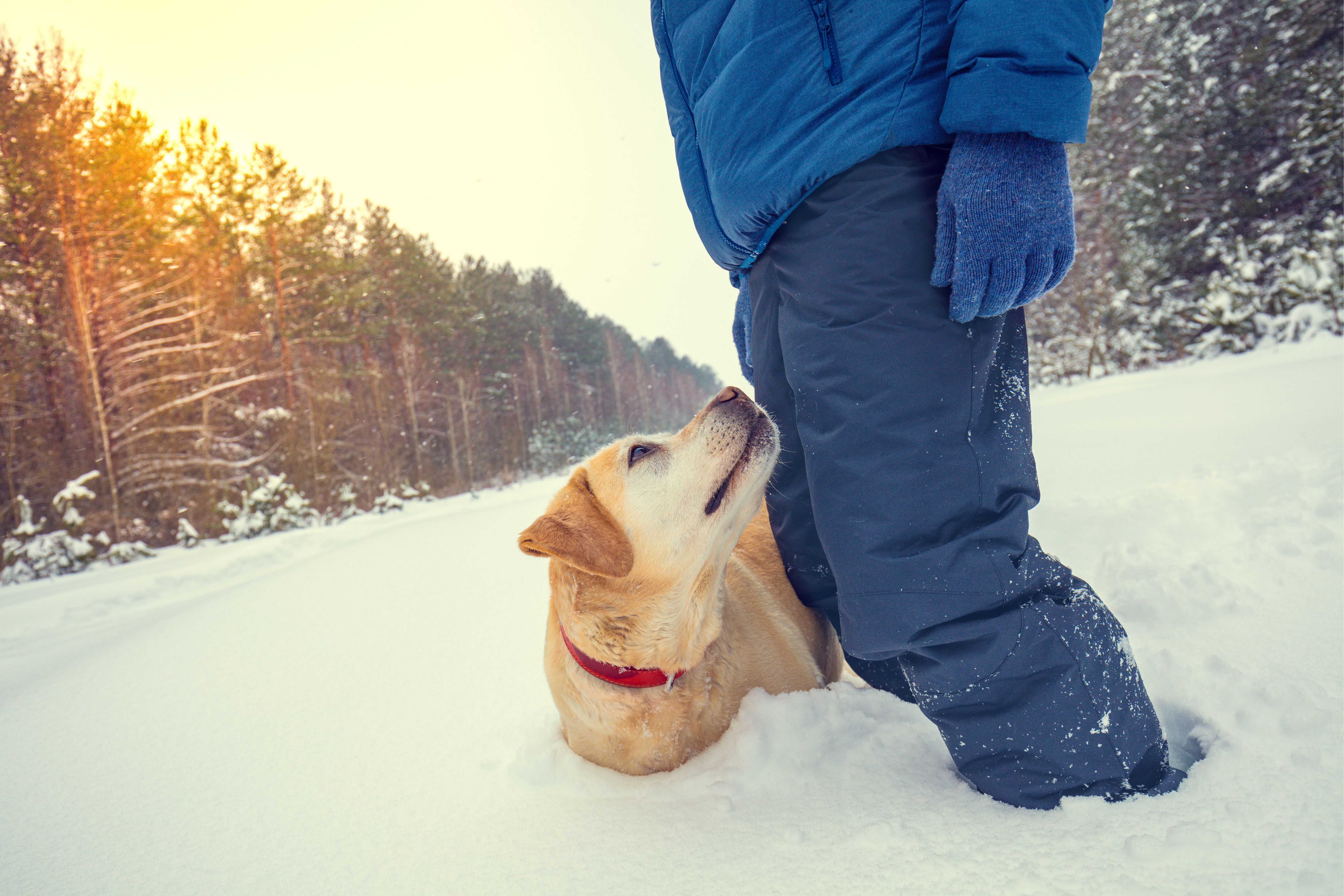 Escapadas de invierno a la nieve con perro 