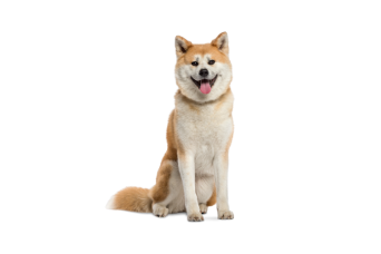 Akita Inu