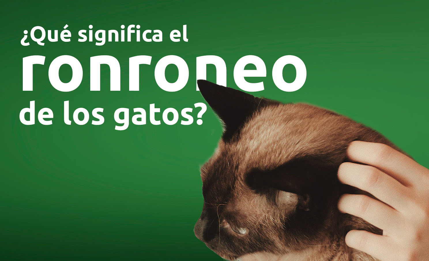 ¿Por qué ronronean los gatos?