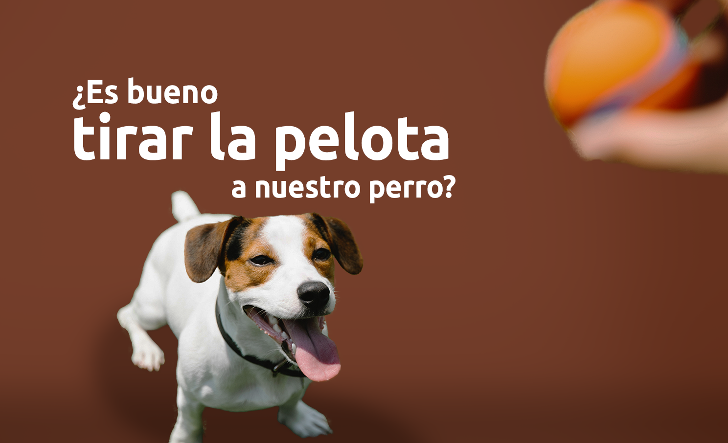 ¿Es bueno tirarle la pelota a tu perro?