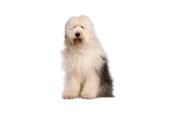 Bobtail (Old English Sheepdog)
