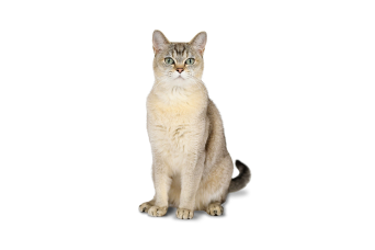 Burmilla