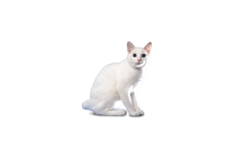 Bobtail japonais