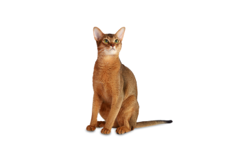 Chat abyssin
