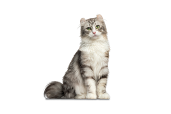 American curl