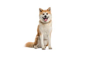 Akita inu