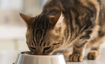 Avantages d’une alimentation adaptée pour les chats stérilisés