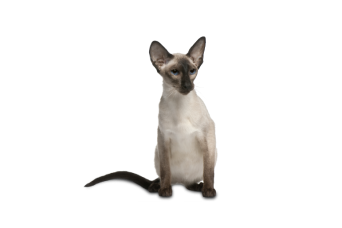 Chat balinais