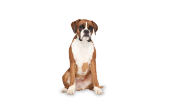 Boxer